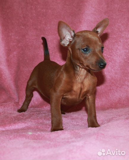 Карликовый пинчер