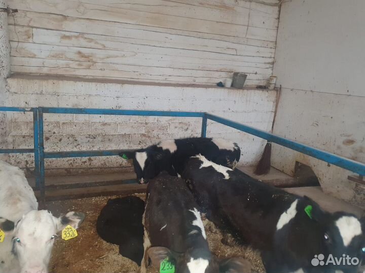 Бычки мясного направление Бесплатная доставка