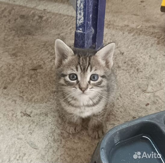 Кошка в дар бесплатно