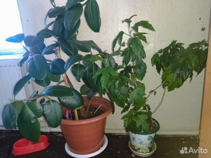 Гибискус китайская роза