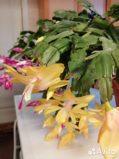 Цветок декабрист