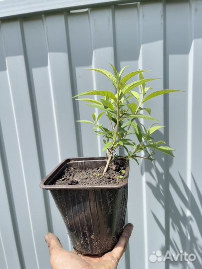 Буддлея Давида