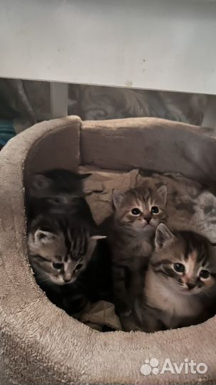 Котята
