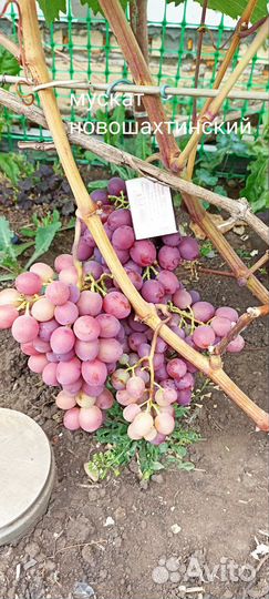 Саженцы винограда