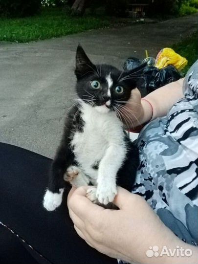 Котёнок в добрые руки