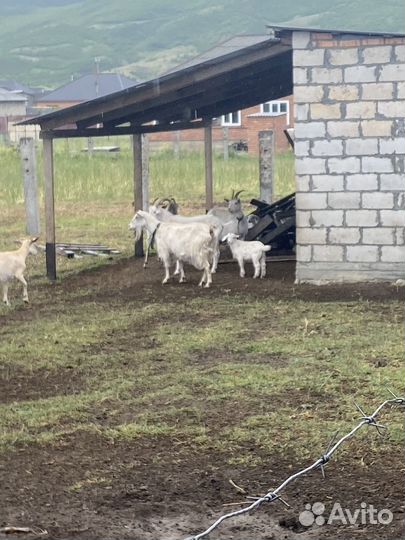 Козье молоко