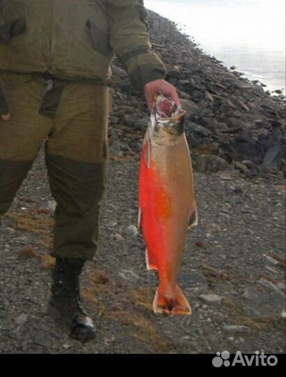 Лосось(Палия)