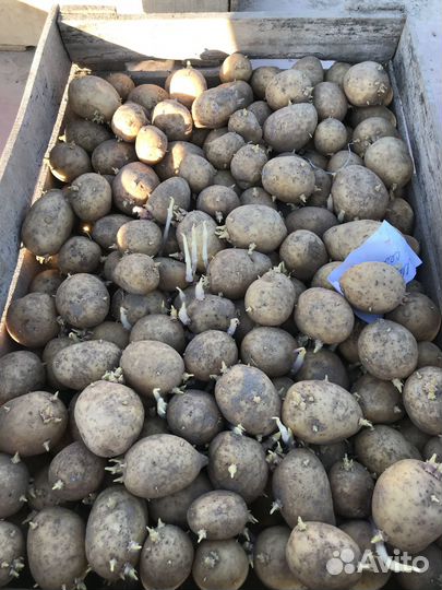 Семенной картофель