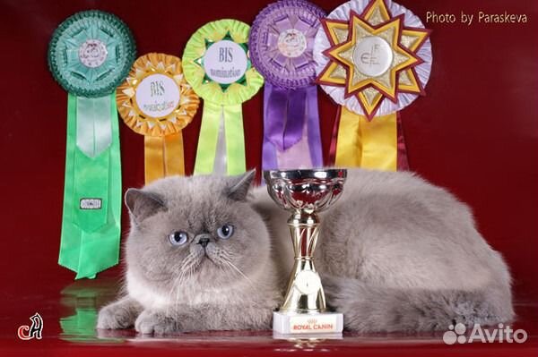 Блю поинт клубные имеет докум