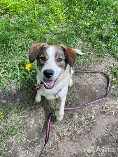 Улыбчивый Дэнни в добрые руки