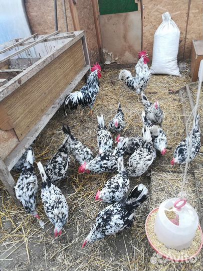 Инкубационное яйцо леггорн далматинец