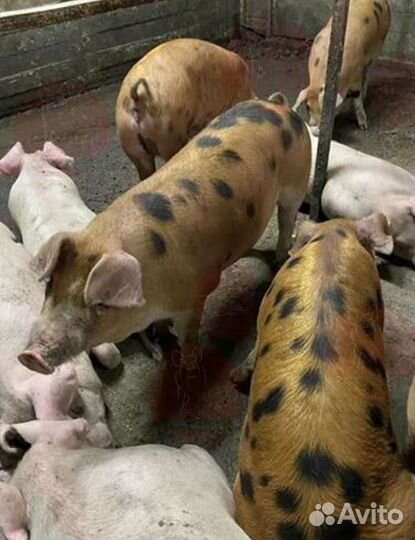 Мясо деревенское,свинина.Забой и доставка сегодня