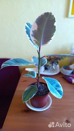 Фикус эластика Тинеке