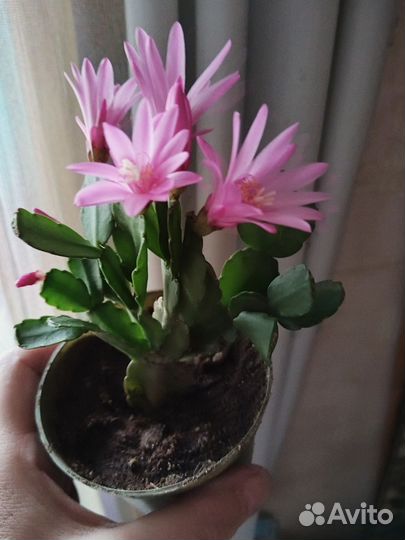 Декабрист.Рипсалидопсис сортовой