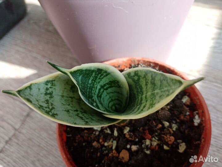 Сансевиерия Ханни Сильвер Крем