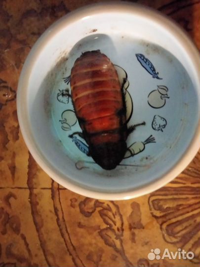 Мадагаскарский таракан