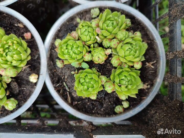 Молодило каменная роза