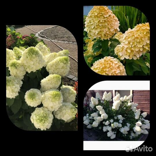 Гортензия метельчатая Коттон Крем