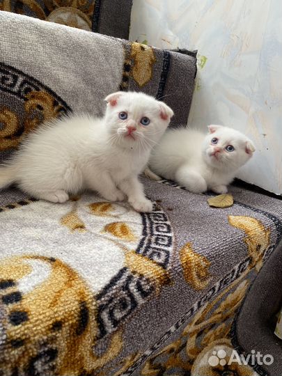 Шотландские котята