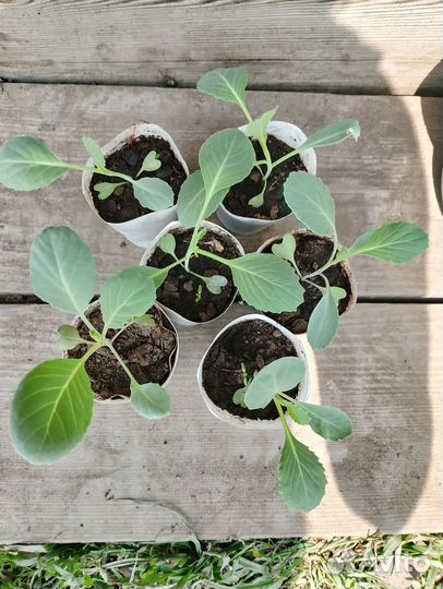 Капуста белокочанная