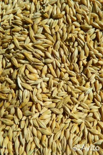 Зерно сорт деспина