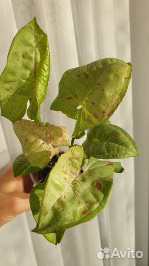 Сингониум Милк конфетти