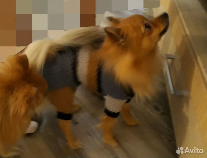 Комбинезон для собаки, поилка, шлейка