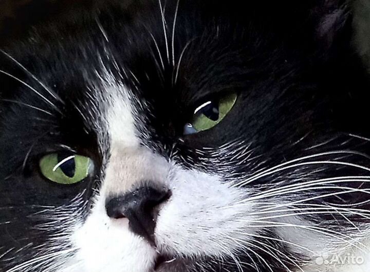 Без кота- жизнь не та. Особенно без этого