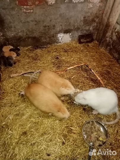 Нутрии на племя