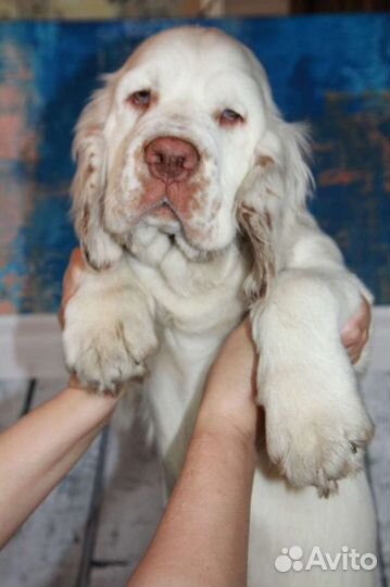 Кламбер Спаниель