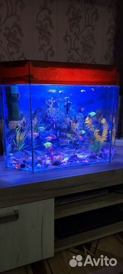 Аквариум с рыбками