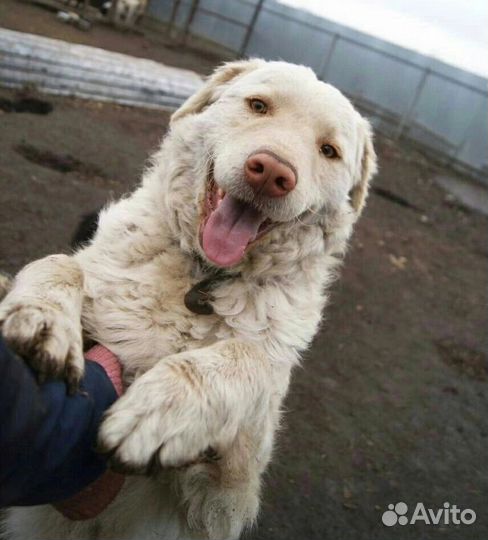 В добрые руки