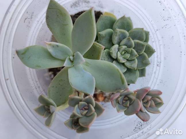 Садики суккулентов 150