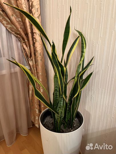 Сансевиерия ханни