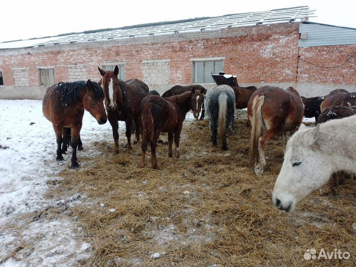 Продаётся, жеребята. Привиты, годовалый