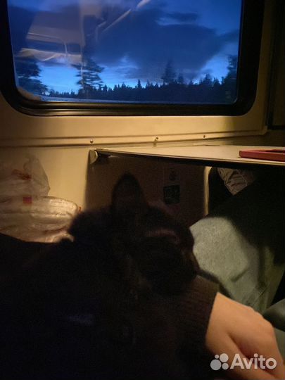 Котик в добрые руки