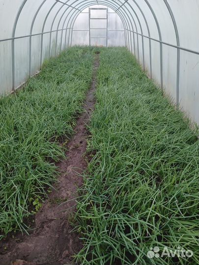 Лук зеленый перо