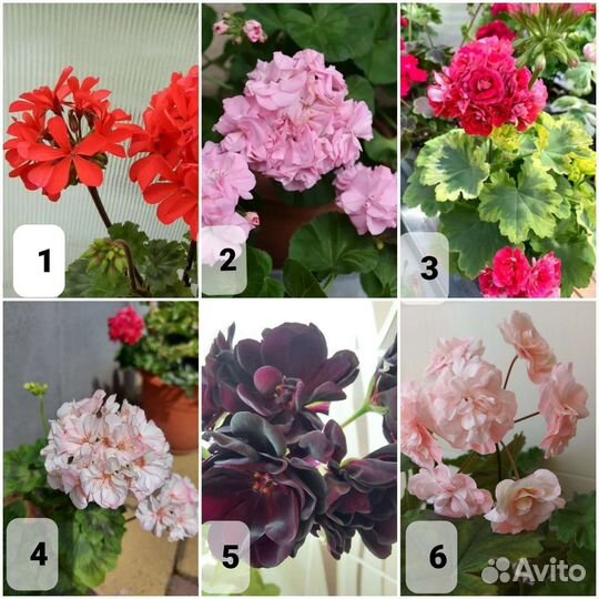 Пеларгония