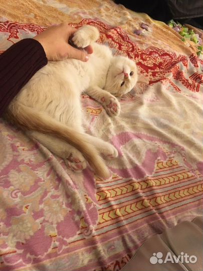 Передержка собак и кошек