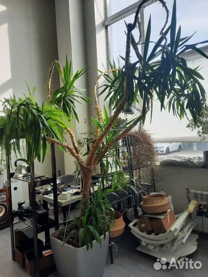 Пальма юкка