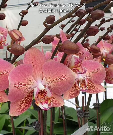 Орхидея Леко фантастик