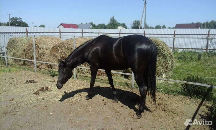 Русская верховая