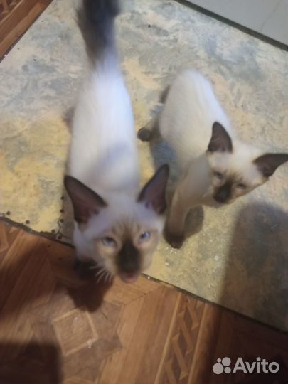 Котята