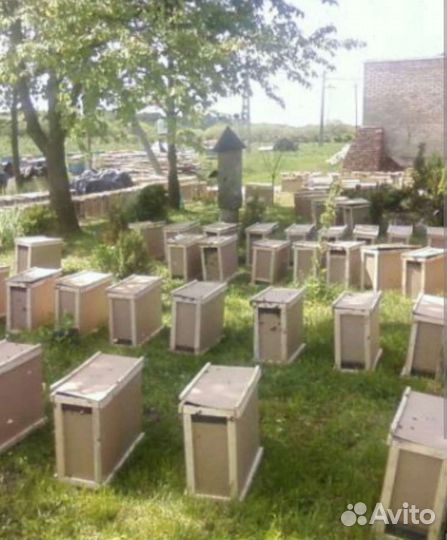 Пчёлы Пчелопакеты карпатка