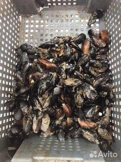 Крымские морепродукты