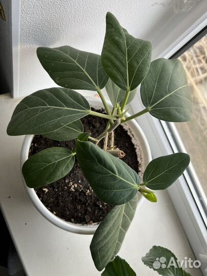 Фикусы разные