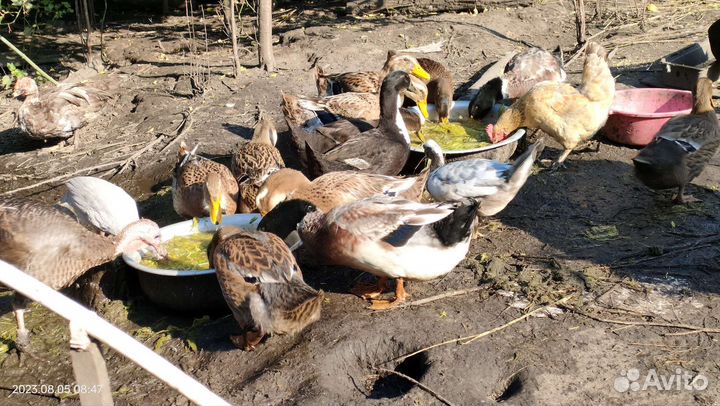 Утки башкирские