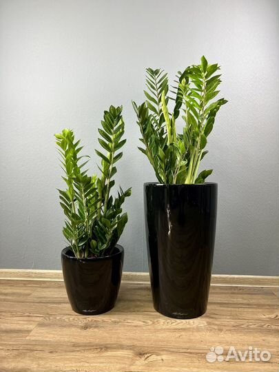 Замиокулькас в кашпо H 115