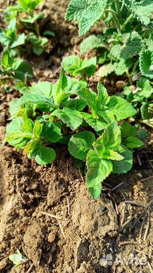 Монарда. Бронь