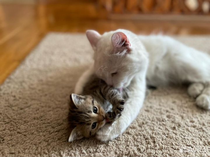 Кошка в дар бесплатно